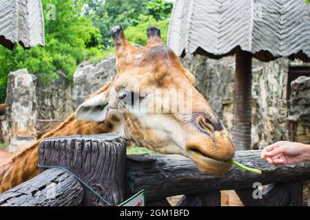 Giraffe streckte seine Zunge aus, um im Dusit Zoo in Bangkok, Thailand, eine Yard-Long Bohne zu essen. Stockfoto