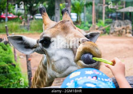 Giraffe streckte seine Zunge aus, um im Dusit Zoo in Bangkok, Thailand, eine Yard Long Bohne zu essen Stockfoto