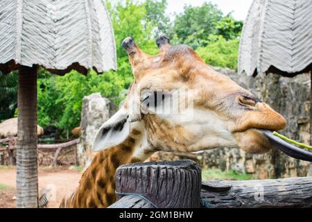 Giraffe streckte seine Zunge aus, um im Dusit Zoo in Bangkok, Thailand, eine Yard-Long Bohne zu essen. Stockfoto