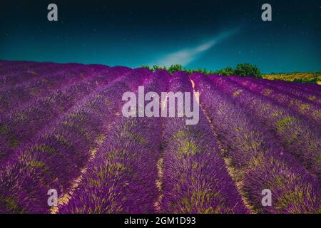 Blühendes helles Lila Lavendelblütenfeld in der Provence, Frankreich. Sommer Landwirtschaftliche Landschaft unter Sternenhimmel. Malerische Aussicht. Veränderter Nachthimmel Stockfoto