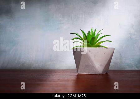 Mini Aloe Sukulente Pflanze auf dem Tisch gegen Betonwand. Platz für Text kopieren Stockfoto