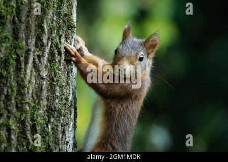 Ein kleines Eichhörnchen auf einem Baumstamm schaut neugierig in die Kamera Stockfoto