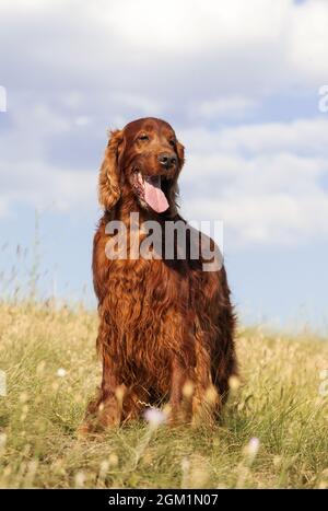 Schöne pelzige Haustier Hund keuchend im Gras mit blauen Himmel Hintergrund Stockfoto