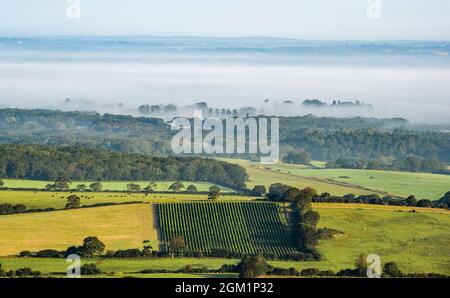 Brighton UK 16. September 2021 - am frühen Morgen liegt Nebel über der Landschaft unterhalb der South Downs, wenn die Sonne am Devils Dyke nördlich von Brighton aufgeht : Credit Simon Dack / Alamy Live News Stockfoto