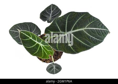 Draufsicht auf die tropische 'Alocasia Reginula'-Zimmerpflanze in einem Topf, isoliert auf weißem Hintergrund. Auch „Alocasia Black Velvet“ genannt Stockfoto