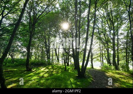 Brighton UK 16. September 2021 - Morgensonne glitzert durch Bäume am Devils Dike in der Nähe von Brighton : Credit Simon Dack / Alamy Live News Stockfoto