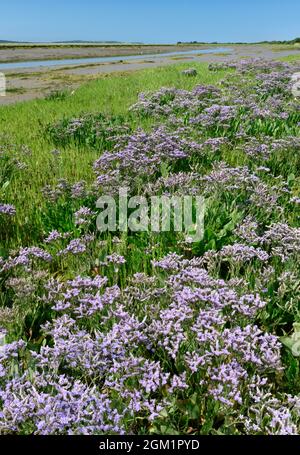 Gemeiner See-Lavendel - Limonium vulgare Stockfoto