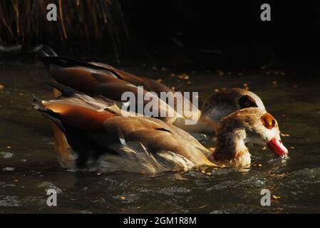 Digitale Multimedia-Kunst eines Paares ausgewachsener ägyptischer Gänse, die im Wasser spritzen, um ihre Federn zu waschen das Licht am späten Nachmittag beleuchtet ihr Gefieder Stockfoto