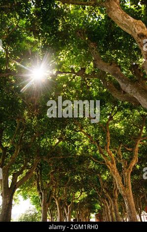 Baumbestandene Promenade am Fluss Garonne, Moissac, Departement Tarn-et-Garonne, Frankreich Stockfoto