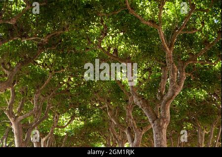 Baumbestandene Promenade am Fluss Garonne, Moissac, Departement Tarn-et-Garonne, Frankreich Stockfoto