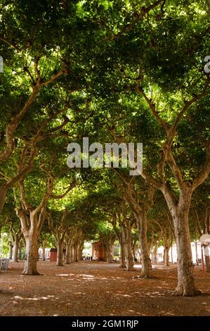 Baumbestandene Promenade am Fluss Garonne, Moissac, Departement Tarn-et-Garonne, Frankreich Stockfoto