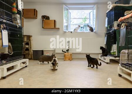 Katzen im Tierheim Stockfoto