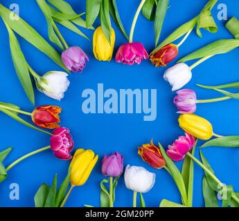Runder Tulpenrahmen mit Platz für Text. Mix aus Frühlingsblumen. Blauer Hintergrund mit Blumen Tulpen close-up verschiedenen Farben. Mehrfarbig Stockfoto
