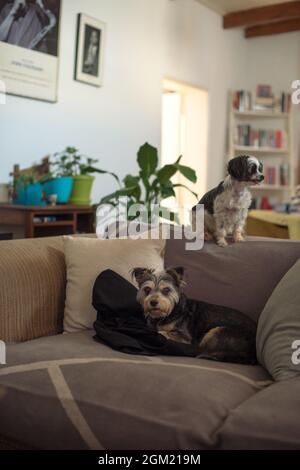 Zwei Hunde, die einen Moment der Entspannung auf dem Sofa Stockfoto