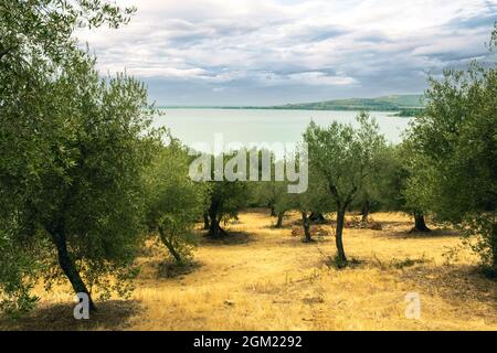 Olivenbäume in der Isola Maggiore, Trasimeno-See, Tuoro sul Trasimeno, Umbrien, Italien. Stockfoto