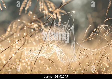 Spinnennetz auf einer Wiese bei Sonnenaufgang Stockfoto