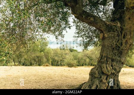 Olivenbäume in der Isola Maggiore, Trasimeno-See, Tuoro sul Trasimeno, Umbrien, Italien. Stockfoto