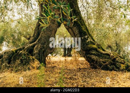 Olivenbäume in der Isola Maggiore, Trasimeno-See, Tuoro sul Trasimeno, Umbrien, Italien. Stockfoto