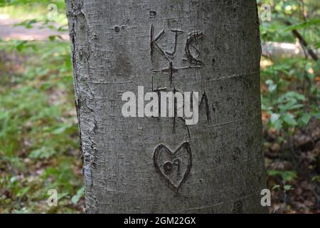 Initialen und Herz, die in einen Baum geschnitzt wurden, schaffen ein menschliches Sehenswerk Stockfoto