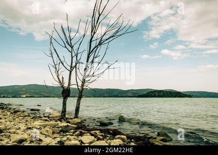 Zwei einsame Bäume am Ufer der Isola Maggiore, Trasimeno-See, Tuoro sul Trasimeno, Umbrien, Italien Stockfoto