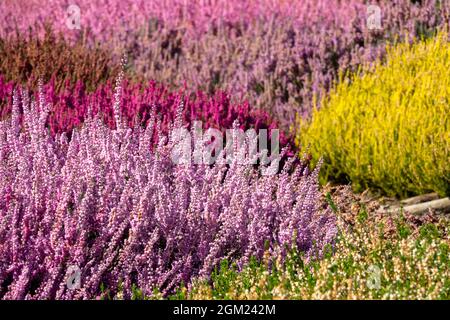 Farbenfroher Heidekarten Calluna vulgaris Callunas Stockfoto