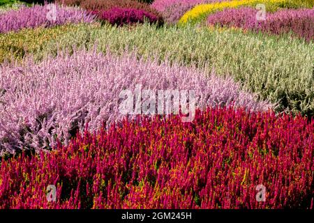 Farbenfroher Heidekraut-Garten im Vordergrund Red Calluna vulgaris „Yellow Beauty“ Stockfoto