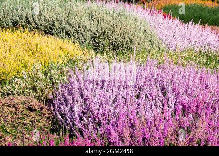 Gartenblumen Bunte Heather Calluna vulgaris Stockfoto