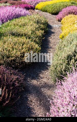 Gemeine Heidekraut Calluna vulgaris Gartenweg mit bunten Sorten im frühen Herbst, farbenfroher Gartenweg Stockfoto