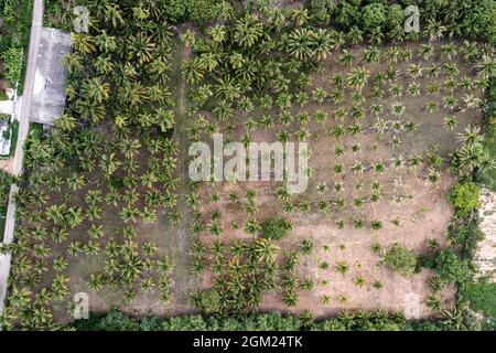 Anbau von Kokosnussbaum, der in der Plantage auf tropischem Klima in Südostasien wächst Stockfoto