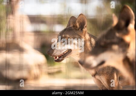 Porträt eines iberischen Wolfes, Canis lupus signatus oder canis lupus lupus, in Gefangenschaft in einem spanischen Zoo. Spanien Stockfoto