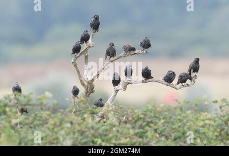 Eine Herde gewöhnlicher Stare (Sturnus vulgaris) thront in den Zweigen eines toten Baumes Stockfoto