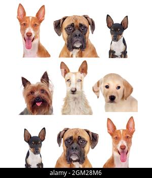Viele Porträts von verschiedenen Hunden isoliert auf weißem Hintergrund Stockfoto