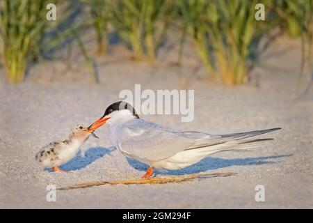 Fütterung der Seeschwalbe - Vater kehrt mit einem Fisch für das kürzlich geschlüpfte Bettelkick zurück. Dieses Bild ist auch in Schwarzweiß verfügbar. Zu vi Stockfoto