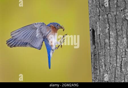 Eastern Bluebirds - Männlich Eastern Bluebird im Flug bringt eine Spinne in seinem Schnabel zum Baumnest. Dieses Bild ist auch in Schwarzweiß verfügbar. Stockfoto