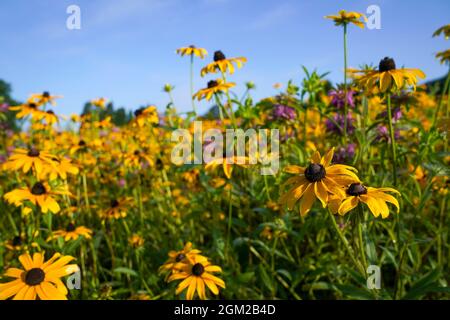 Rudbeckia hirta, Coreopsis lanceolata und Monarda citrodora Blumen bilden die Grundschicht für die neue American Präirie in den Royal Botanic Gardens Wakehurst, Haywards Heath, West Sussex wurden die Wildsamen 2019 in Amerika gesammelt und 2020 vom Gartenbauteam von Hand gesät. Diese Blumen werden niedergemäht, um die Prärie für die 50,000 Pfropfenpflanzen vorzubereiten, die von Hand in eine neue sechs Hektar große Naturschutzlandschaft gepflanzt wurden, die die auftauchende Schicht bilden wird. Im nächsten Jahr werden diese blühen und verschiedene Farben, Texturen und Höhen haben. Bilddatum: Donnerstag, 16. September 2021. Stockfoto