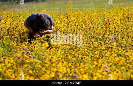 Der botanische Gärtner Maud Verstappen untersucht die Blüten Rudbeckia hirta, Coreopsis lanceolata und Monarda citrodora, die die Grundschicht für die neue American Präirie in den Royal Botanic Gardens Wakehurst, Haywards Heath, West Sussex bilden, die wilden Samen wurden 2019 in Amerika gesammelt. Und wurden 2020 vom Gartenbauteam von Hand gesät. Diese Blumen werden niedergemäht, um die Prärie für die 50,000 Pfropfenpflanzen vorzubereiten, die von Hand in eine neue sechs Hektar große Naturschutzlandschaft gepflanzt wurden, die die auftauchende Schicht bilden wird. Im nächsten Jahr werden diese blühen und werden verschiedene Farben, Texturen und haben Stockfoto