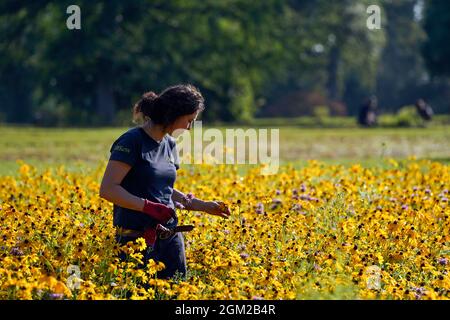 Der botanische Gärtner Maud Verstappen untersucht die Blüten Rudbeckia hirta, Coreopsis lanceolata und Monarda citrodora, die die Grundschicht für die neue American Präirie in den Royal Botanic Gardens Wakehurst, Haywards Heath, West Sussex bilden, die wilden Samen wurden 2019 in Amerika gesammelt. Und wurden 2020 vom Gartenbauteam von Hand gesät. Diese Blumen werden niedergemäht, um die Prärie für die 50,000 Pfropfenpflanzen vorzubereiten, die von Hand in eine neue sechs Hektar große Naturschutzlandschaft gepflanzt wurden, die die auftauchende Schicht bilden wird. Im nächsten Jahr werden diese blühen und werden verschiedene Farben, Texturen und haben Stockfoto