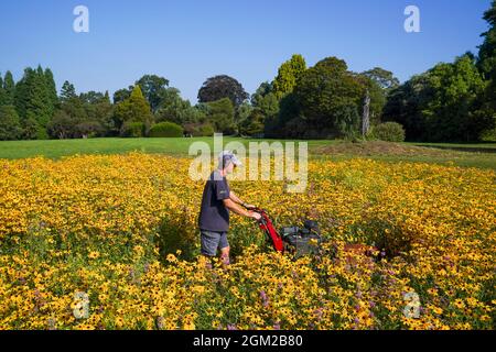 Der botanische Gärtner Dave Ross mäht die Blüten Rudbeckia hirta, Coreopsis lanceolata und Monarda citrodora, die die Grundschicht für die neue American Präirie in den Royal Botanic Gardens Wakehurst, Haywards Heath, West Sussex bilden, die wilden Samen wurden 2019 in Amerika gesammelt. Und wurden 2020 vom Gartenbauteam von Hand gesät. Diese Blumen werden niedergemäht, um die Prärie für die 50,000 Pfropfenpflanzen vorzubereiten, die von Hand in eine neue sechs Hektar große Naturschutzlandschaft gepflanzt wurden, die die auftauchende Schicht bilden wird. Im nächsten Jahr werden diese blühen und verschiedene Farben, Texturen und Höhen haben Stockfoto