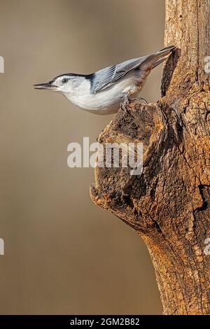 Weißreihiger Nuthatch auf Baumstamm während der goldenen Stunde. Dieses Bild ist auch in Schwarzweiß verfügbar. Um weitere Bilder anzuzeigen, V Stockfoto