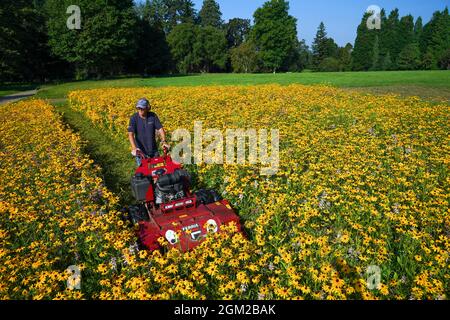 Der botanische Gärtner Dave Ross mäht die Blüten Rudbeckia hirta, Coreopsis lanceolata und Monarda citrodora, die die Grundschicht für die neue American Präirie in den Royal Botanic Gardens Wakehurst, Haywards Heath, West Sussex bilden, die wilden Samen wurden 2019 in Amerika gesammelt. Und wurden 2020 vom Gartenbauteam von Hand gesät. Diese Blumen werden niedergemäht, um die Prärie für die 50,000 Pfropfenpflanzen vorzubereiten, die von Hand in eine neue sechs Hektar große Naturschutzlandschaft gepflanzt wurden, die die auftauchende Schicht bilden wird. Im nächsten Jahr werden diese blühen und verschiedene Farben, Texturen und Höhen haben Stockfoto