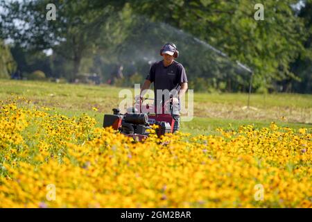 Der botanische Gärtner Dave Ross mäht die Blüten Rudbeckia hirta, Coreopsis lanceolata und Monarda citrodora, die die Grundschicht für die neue American Präirie in den Royal Botanic Gardens Wakehurst, Haywards Heath, West Sussex bilden, die wilden Samen wurden 2019 in Amerika gesammelt. Und wurden 2020 vom Gartenbauteam von Hand gesät. Diese Blumen werden niedergemäht, um die Prärie für die 50,000 Pfropfenpflanzen vorzubereiten, die von Hand in eine neue sechs Hektar große Naturschutzlandschaft gepflanzt wurden, die die auftauchende Schicht bilden wird. Im nächsten Jahr werden diese blühen und verschiedene Farben, Texturen und Höhen haben Stockfoto