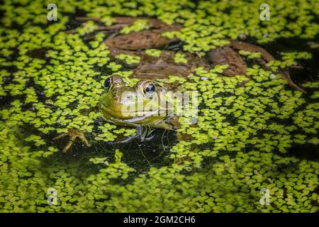 American Bull Frog Peeking aus umgeben von schwimmenden Entenkräutern in einem Teich. Dieses Bild ist sowohl in Farbe als auch in Schwarzweiß verfügbar. Weitere anzeigen Stockfoto