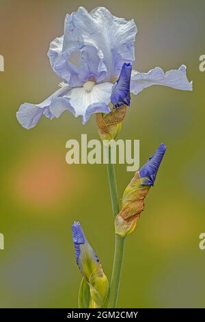 White and Purple Iris Flower - liebenswürdige lila und weiße Bartlilie Blume vor einem weichen pastellfarbenen Hintergrund. Dieses Bild ist auch als b verfügbar Stockfoto