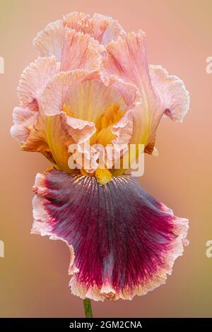 Iris Beauty - Isolierte Bartlilie Blume Im Garten. Anmutiges Burgund und Pfirsich Bartlilie Blume vor einem weichen bunten Blumengarten backgrou Stockfoto