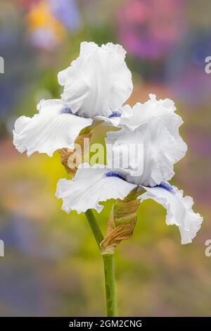 Bartlilie im Garten - gnädige weiße und violette Bartlilie Blume vor einem weichen bunten Blumengarten Hintergrund. Dieses Bild ist ebenfalls verfügbar Stockfoto