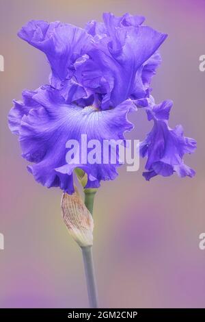 Eine Lavendel Iris Blume - gnädige lila und weiße Bartlilie Blume vor schwarzem Hintergrund. Dieses Bild ist auch als Schwarz und Weiß erhältlich Stockfoto