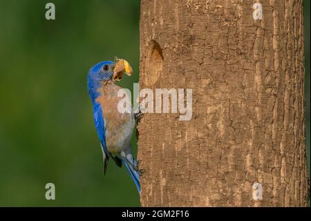 Männliche östlichen Bluebird (Sialia Sialis) mit Skipper Schmetterling am Baum Nest gegen eine saubere grüne aus Fokus Hintergrund. Stockfoto