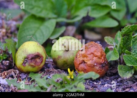 Windfall-Äpfel verrotten auf dem Boden Stockfoto