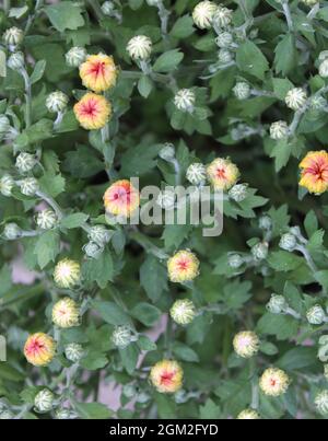 Kleine Knospen auf einer Chrysantheme-Pflanze Stockfoto