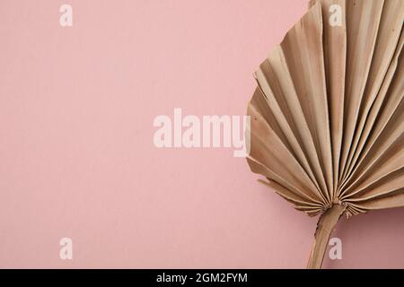 Getrocknete tropische Palmenblätter mit minimalistischer Dekoration auf einem pastellrosa Hintergrund Stockfoto